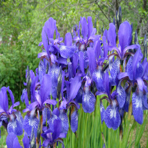 81st Annual Iris Show 6/7