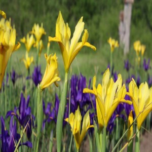 75th Annual Mio Iris Show 6/8 & 6/9