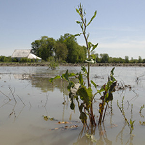 Climate change could scorch and soak Indiana while reshaping key industries, Purdue center says