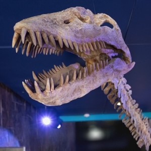 Children’s Museum CEO talks dinosaurs, COVID and the price of admission