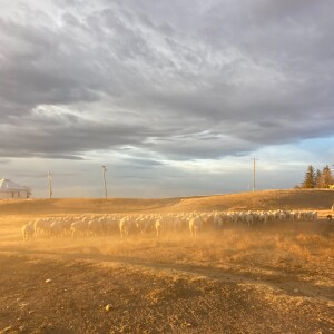 Letters From a Land of Grass - Drought... Not Again! (11-15-2024)