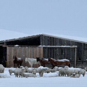 Letters From a Land of Grass - How Snow Changes Everything (1-10-2025)