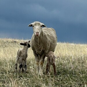 Letters From a Land of Grass - Sounds Sheep Speak (5-2-2025)
