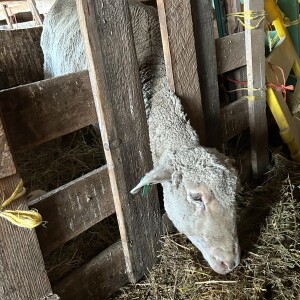 Letters From a Land of Grass - Low Expectations for Motherhood (5-16-2025)
