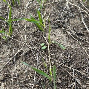 Letters From a Land of Grass - Crop Life Balance (5-23-2025)