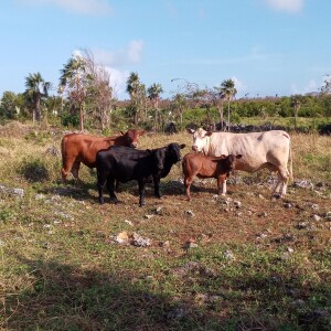 Letters From a Land of Grass - Connections in the Caymans (1-24-2025)