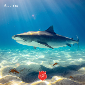 #100 134 Om hajar och malariamyggor