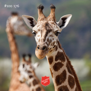 #100 176 Om ödmjukhet, giraffer och pruttforskare