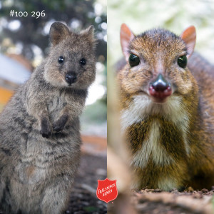 #100 296 Om tystnadsstrejk, makt, quokka och mushjort