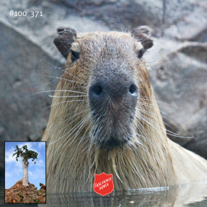 #100 371 Om kapybara, gurkaträd och Jemen
