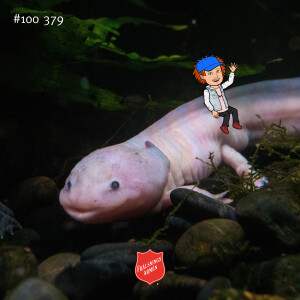 #100 379 Om axolotl