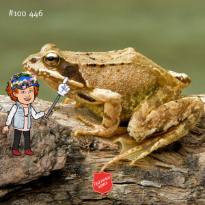 #100 446 Midsommarspecial om små grodors öron