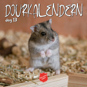 DJURKALENDERN DAG 13: Om hjuliga hamstrar