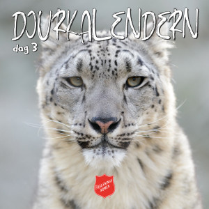 DJURKALENDERN DAG 3: Om svårfilmade snöleoparder