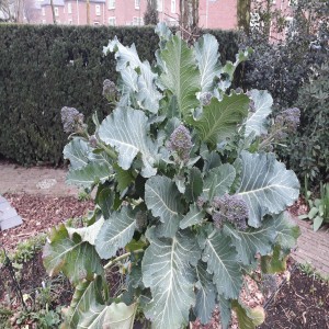 4: Spruitbroccoli, De Voedselzaak en een ontdekking in de tuin
