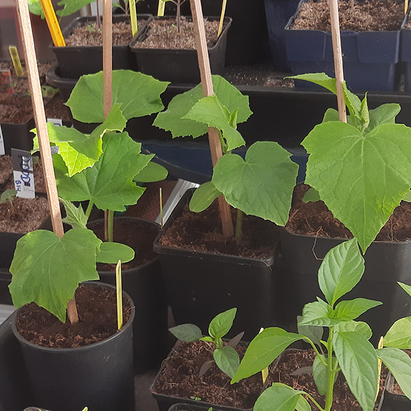 Discutafel podcast on eco-friendly gardening & permaculture
