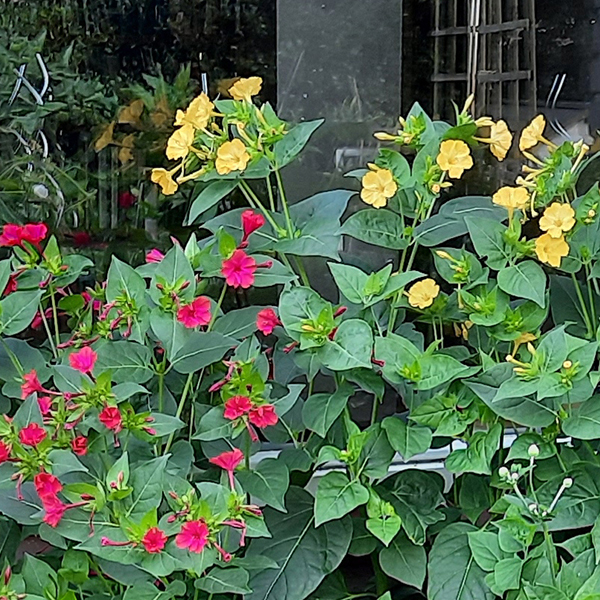 Discutafel podcast on eco-friendly gardening & permaculture