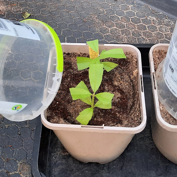 Discutafel podcast on eco-friendly gardening & permaculture