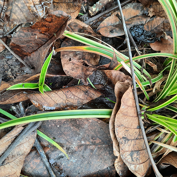 Discutafel podcast on eco-friendly gardening & permaculture