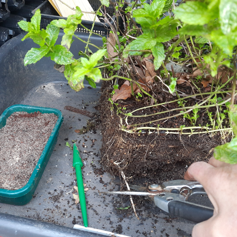 Discutafel podcast on eco-friendly gardening & permaculture