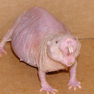 Are mole rats immortal?