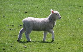 Food in the Bible: Lamb