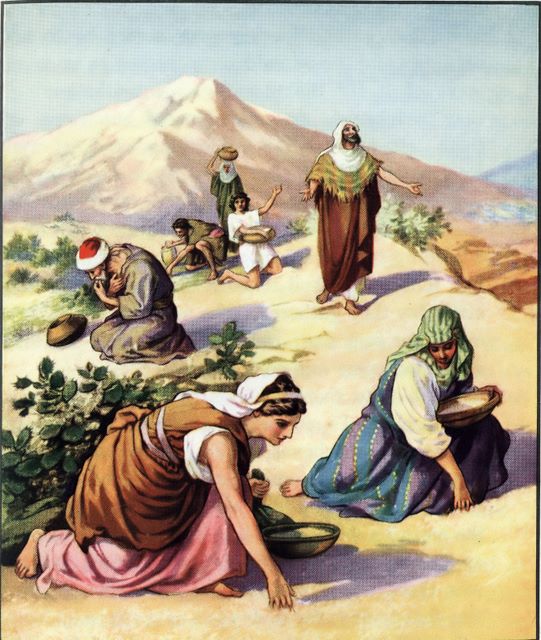 Food in the Bible: Manna