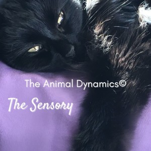 Conversations With Coryelle- Animal Dynamic’s The Sensory