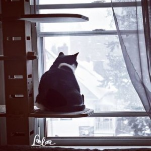 MIR- Conversations with Coryelle- Healing Lola the cat