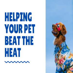 Conversation With Coryelle- Beat the Heat with your animals