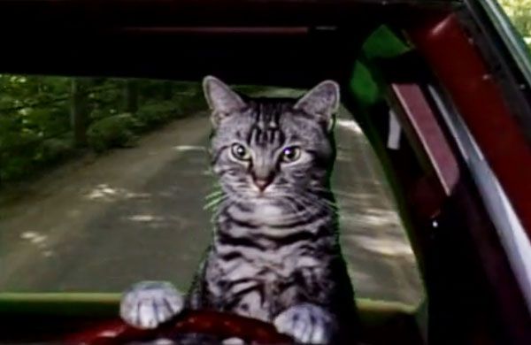 Episode 4 - Cats
