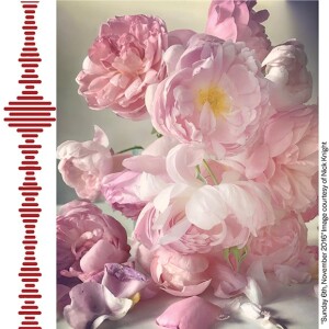 SHOWStudio’s Nick Knight in conversation with Amy de la Haye about his rose photography | Fashion Culture