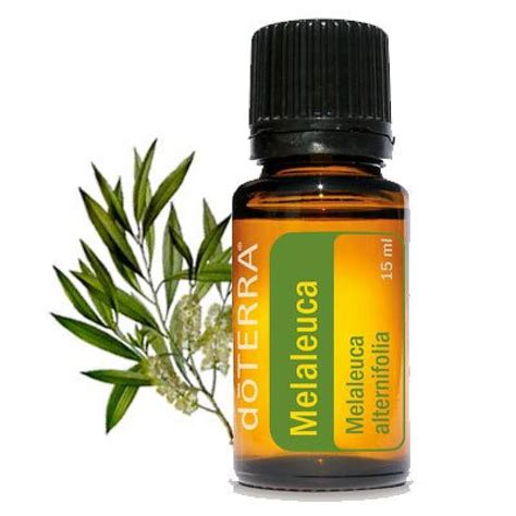 Essential Oils: Melaleuca