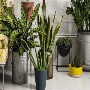 Clean your indoor air with houseplants