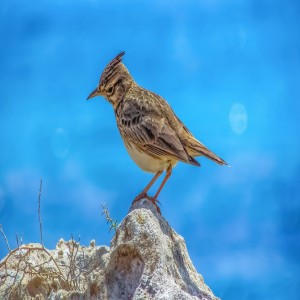 EP 79 เราเป็น Lark Owl หรือ Third Birds