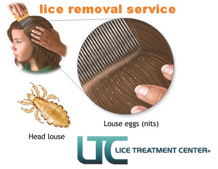 Your child has Lice! Use lice removal service