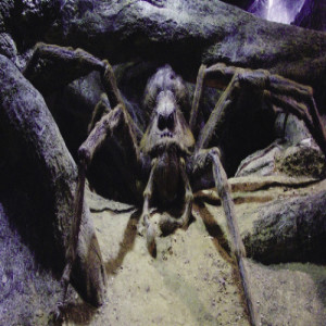 S2 Chapter 15: Aragog