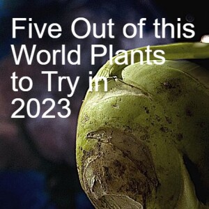 Five Out of this World Plants to Try in 2023