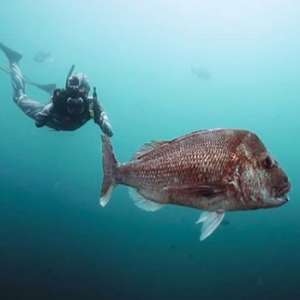 David Ochoa Part 2 -- spearfishing guide, Indo, Madagascar, Mexico, filming underwater