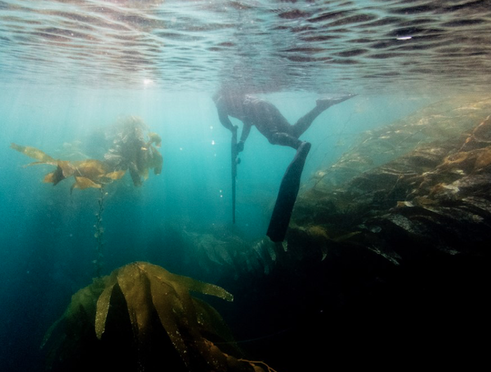 This Ocean Life Podcast