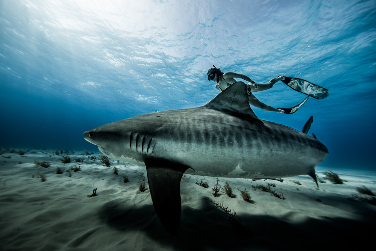 This Ocean Life Podcast
