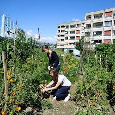 Les potagers urbains