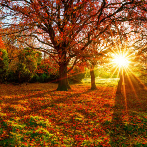 Yoga Nidra - Yogic Sleep For Mental Relaxation | Dream Journey: Autumn Forst
