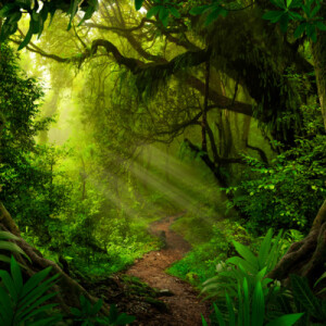 Yoga Nidra - Dream Journey: Ocean and Jungle