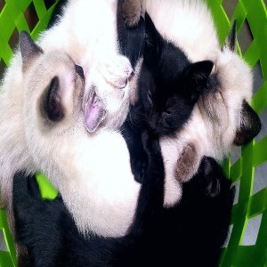The Babies!πΎπ±π
