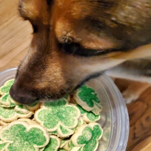 Happiest Of St. Paddy’s Day❣️🍀🍀🐶😊