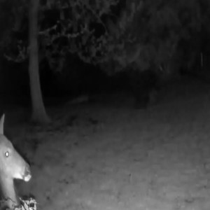 Security Cams That Taste Like🌽