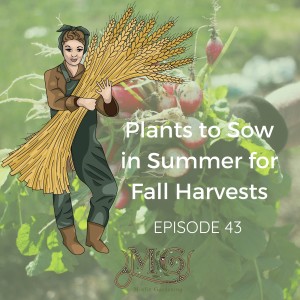 Plants to Sow in Summer for Fall Harvests