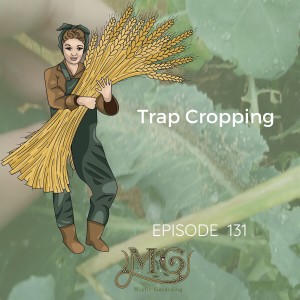 Trap Cropping