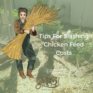 How To Save Money Feeding Chickens